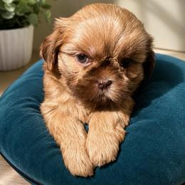 Bell - Gold female Shih Tzu puppy in Azusa, California from RJ Shih Tzu lover