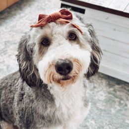 Bernedoodles, Goldendoodles, and Poodles from Gravelle Family Farm