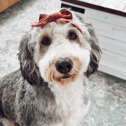Bernedoodles, Goldendoodles, and Poodles from Gravelle Family Farm