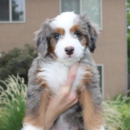 Cheyenne - Blue merle female Bernedoodle puppy in Eagle Mountain, Utah from Fur Real Puppies.