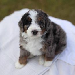 Left eye - Merle female Bernedoodle puppy in Spanish Fork, Utah from K Brand Doodles