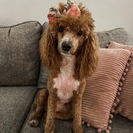 Posie - Poodle