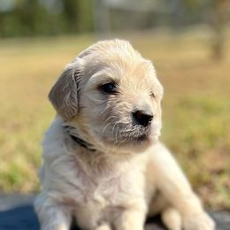 Aussiedoodles from MR Doodles