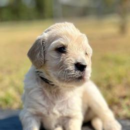 Aussiedoodles from MR Doodles