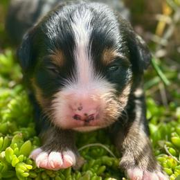 Green Collar Boy - Black rust and white male Bernese Mountain Dog puppy in Herriman, Utah from Shaggy Mountain Pups LLC
