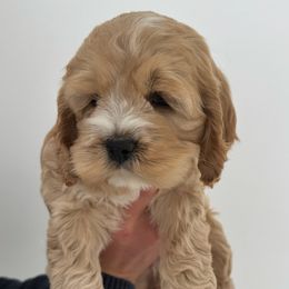 Cockapoo Puppies from Cookie Cocker Farms