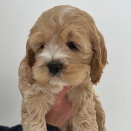 Cockapoo Puppies from Cookie Cocker Farms