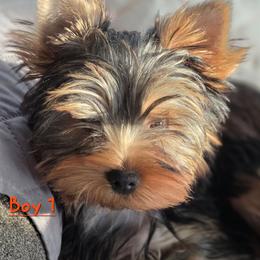 Boy 1 - Blue and gold male Yorkshire Terrier puppy in Greenfield, Indiana from Sharon's Yorkshire Terriers