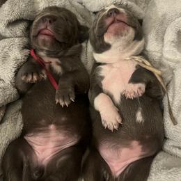 American Bully puppies from M&M XL Bully Kennel