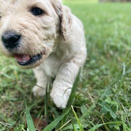 Goldendoodle Puppies from Truly More Doodles