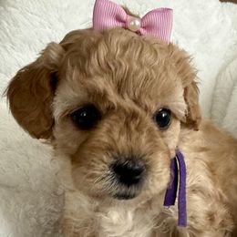 Girl 2 - Apricot female Cavapoo puppy in Nampa,, Idaho from Clig Doodle Days