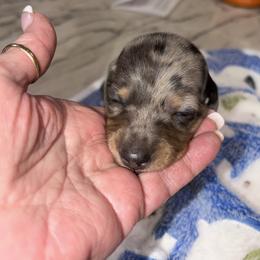 Creek - Gray (blue) male Dachshund puppy in Heber Overgaard, Arizona from Sonoran Doxies
