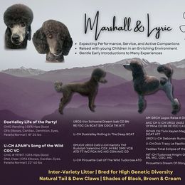 Poodle puppies from APAW Poodles