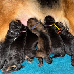 Yellow Collar - Black and red male German Shepherd puppy in Orlando, Florida from AceHaven Canines