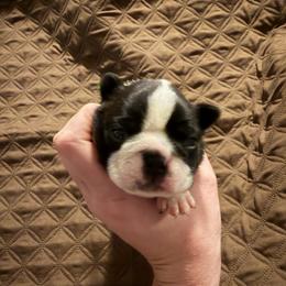 Bullseye - Seal and white male Boston Terrier puppy in Ringgold, Georgia from A-K Boston Terriers