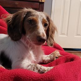 Gizmo - Dachshund