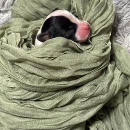 Bolt - White black and tan male Papillon puppy in Howe, Oklahoma from Southern Sweet Papillons