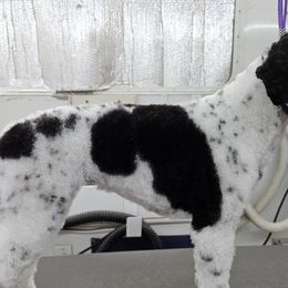 Mae - Poodle
