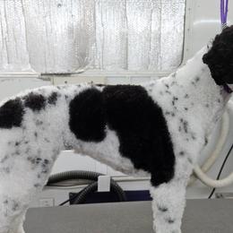 Mae - Poodle