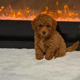 Lucas - Red  male Poodle puppy in Davie, Florida from Dave Poodles