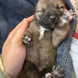 Coco-Puff - Red female Shiba Inu puppy in Santa Ana, California from SmolBeans Kennel