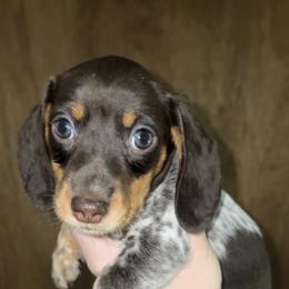Ralphie - Piebald male Dachshund puppy in Goldthwaite, Texas from Mini Mama Dachshunds
