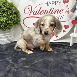 Riddler - Gray (blue) and tan male Dachshund puppy in Smithville, Oklahoma from Bristy’s Pampered Pups