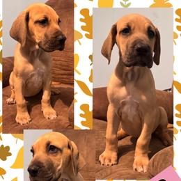 Olson - Fawn female Great Dane puppy in Wellsville, New York from Prophecy Danes