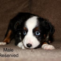 Blue eyed black Tri male - Black tri male Miniature Australian Shepherd puppy in Redding, California from Lavish Luxuries Mini and Toy Australian Shepherds