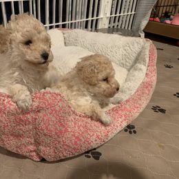Poodle Puppies from Clarion Poodles