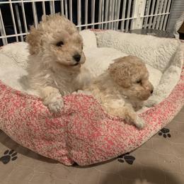 Poodle Puppies from Clarion Poodles