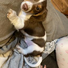 Dachshund Puppies from Doxie Dapples