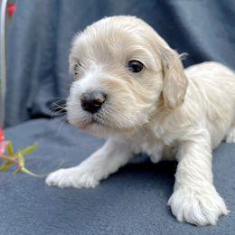 Cockapoo and Pomeranian Puppies from Luna Kennel