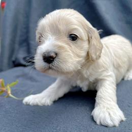 Cockapoo and Pomeranian Puppies from Luna Kennel