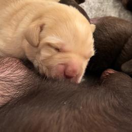 Boy - Yellow male Labrador Retriever puppy in Ohio from Infinity Labradors