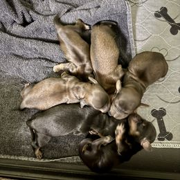 Adeline - Black and cream female Dachshund puppy in Rhode Island from FOSTERS FRENCHIES and DACHSHUNDS