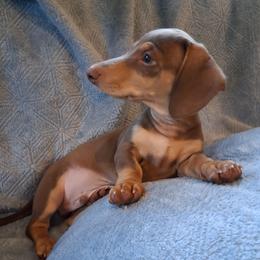 Chai - Gray (blue) and cream male Dachshund puppy in Clarkston, Michigan from Dax Place