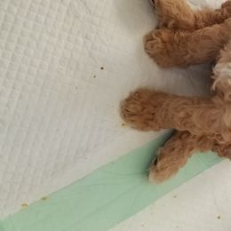 Poodle Puppies from Derby Family Poodle
