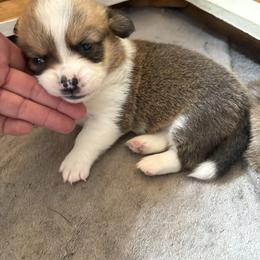 Tan Collar boy 2 (Panko) - Red male Pembroke Welsh Corgi puppy in Mountain View, Hawaii from Celtic Corgis