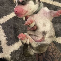 Siberian Husky Puppies from Alexandra's Siberian Huskies