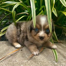 Thunder - Blue merle male Miniature Australian Shepherd puppy in White Plains, Kentucky from Garrett’s Ridge Farm