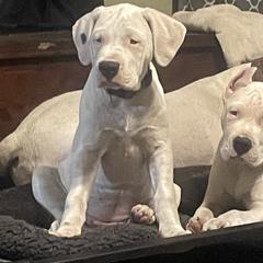 Dark Pink - White female Dogo Argentino puppy in Winter Haven, Florida from Wayward’s Dogos and Spellbound Greyhounds