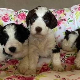 English Springer Spaniels and Springerdoodles from Curly Top Kennels