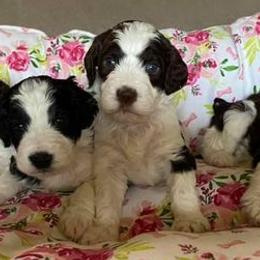 English Springer Spaniels and Springerdoodles from Curly Top Kennels