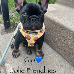 French Bulldog Puppies from Jolie Frenchies