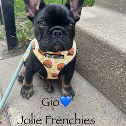 French Bulldog Puppies from Jolie Frenchies