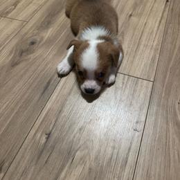Girl 2 - Tan and white female Yorkshire Terrier puppy in Payson, Arizona from Desert skyes weims