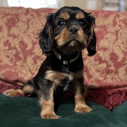 Dallas Boy 1 - Cavalier King Charles Spaniel puppy from Melissa's East End Cavaliers