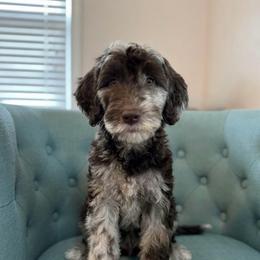 Hamilton - Merle male Goldendoodle puppy in Tybee Island, Georgia from Castaway Doodles