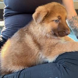 Liver Sable Female 1 - Sable female German Shepherd puppy in Tafton, Pennsylvania from Pocono GSD